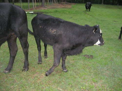 Brangus calves for sale