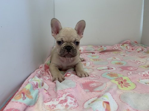 French Bulldogs Adults and Puppies