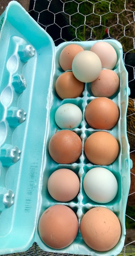 Farm fresh organic eggs for sale